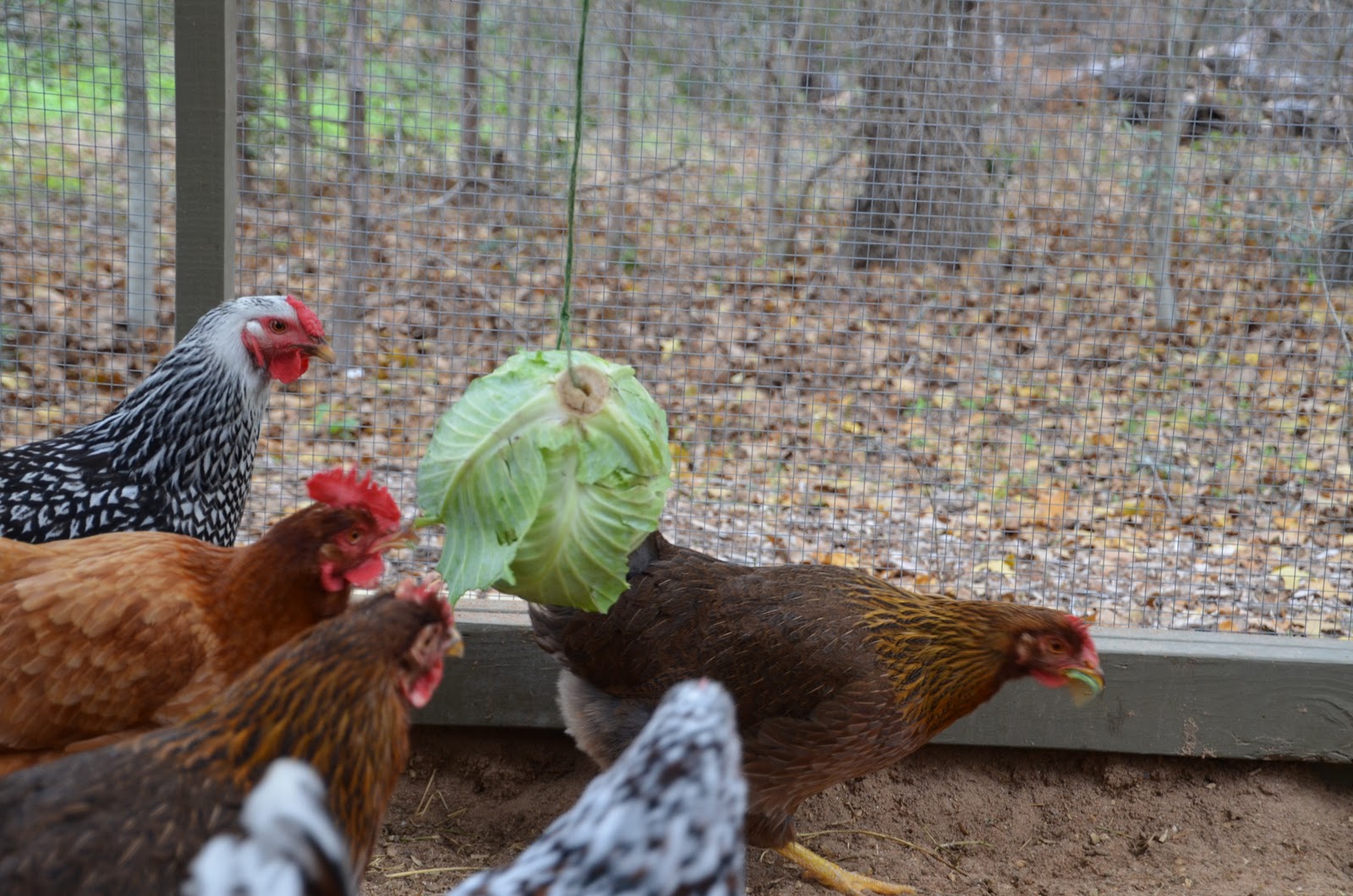 Garden Ally Chicken Tetherball Tournament