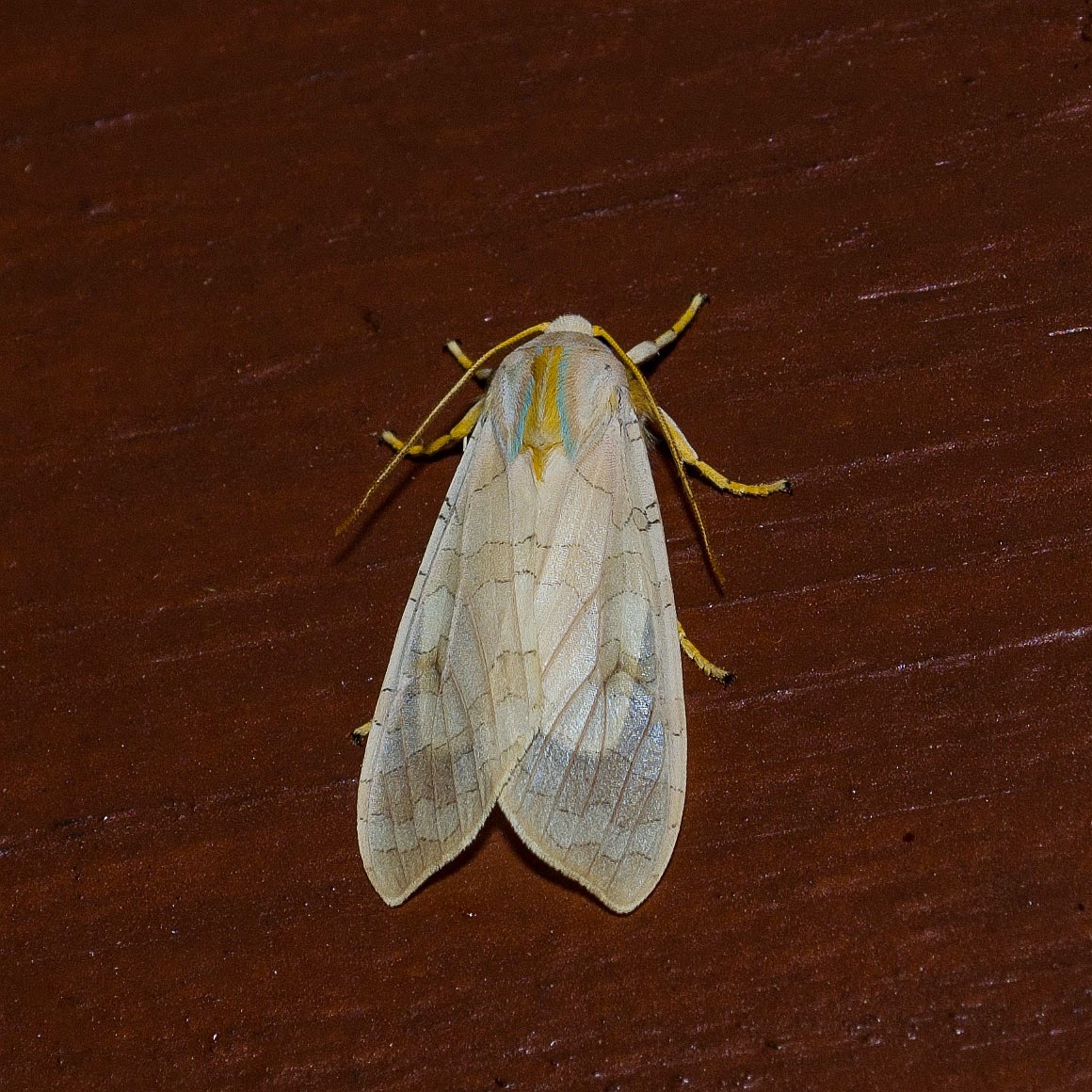 Banded Tussock Moth, Halysidota tessalaris