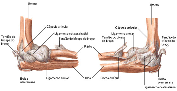 Fisio na Boa: CINESIOTERAPIA DE PATOLOGIAS DO COTOVELO