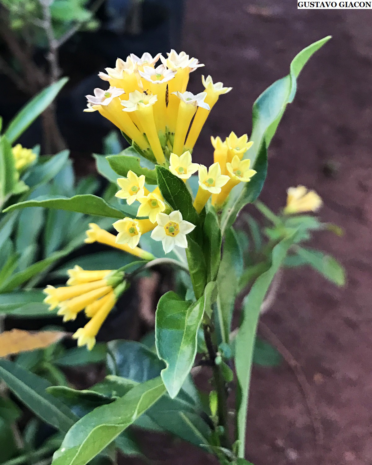 Viveiro Ciprest - Plantas Nativas e Exóticas: Dama da Noite Amarela ou  Coerana Amarela ( Cestrum corymbosum )