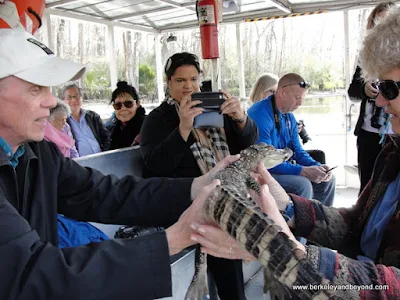 visitors hand off alligator on Cajun Pride Swamp Tour in LaPlace, Louisiana