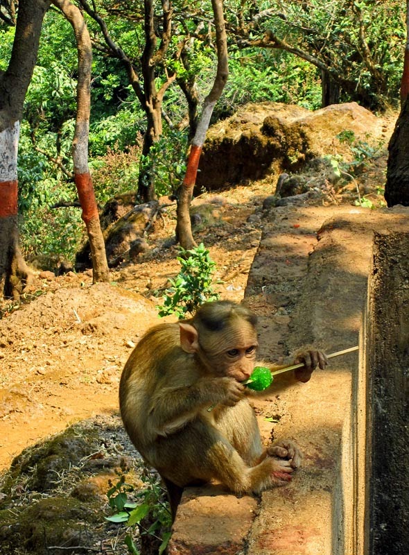 Monkey eating a green gola