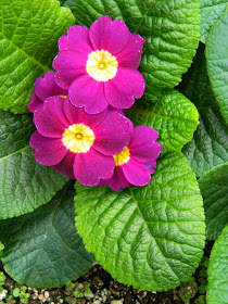 Primula polyanthus Allan Gardens Conservatory Spring Flower Show 2014 by garden muses-not another Toronto gardening blog