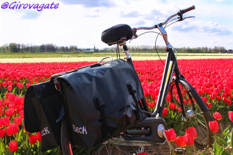 campi tulipani bicicletta olanda