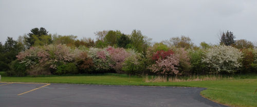 flowering trees