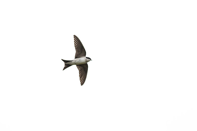 Another House Martin Another House Martin