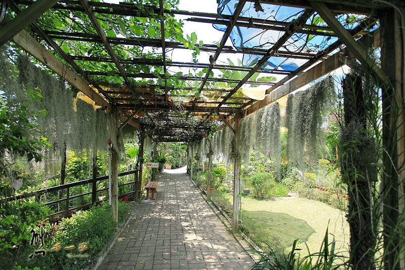 蘭科植物園|珍奇蘭種保育區|台南山上景點