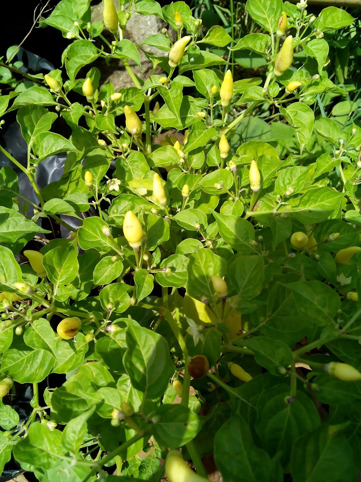 Menanam Cabai Rawit di Pekarangan Rumah Foto | Katabah Komarudin Tasdik