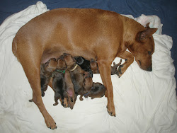 Dash and 7 puppies doing fine on second day