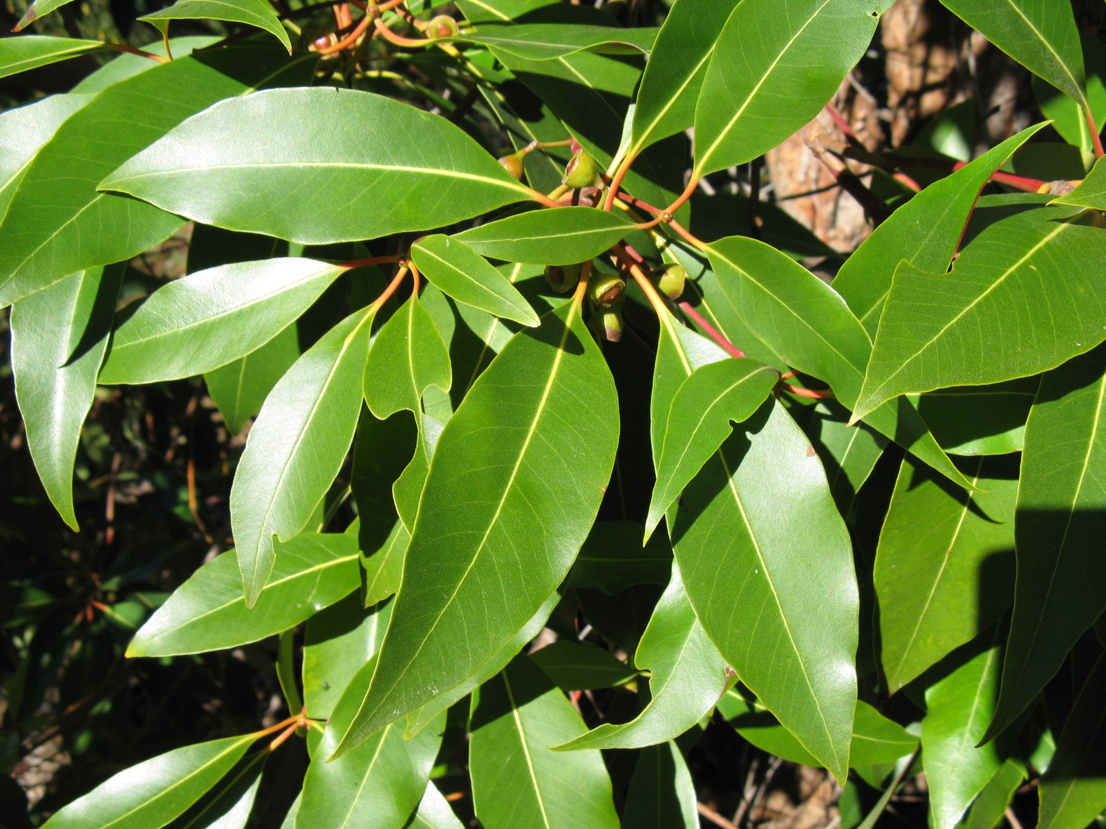 Trees of Santa Cruz County Lophostemon confertus Brisbane Box