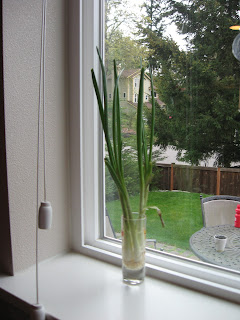 Grow green onions in the windowsill
