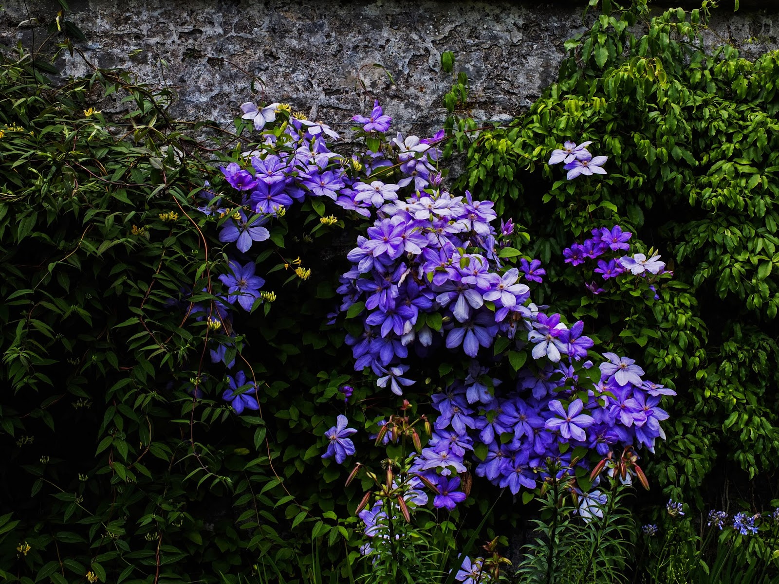 A Wisteria plant growing on a stone wall in Fota Gardens.