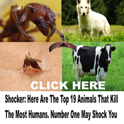 animal human killers