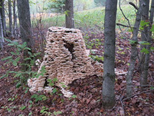 stump covered in mushrooms