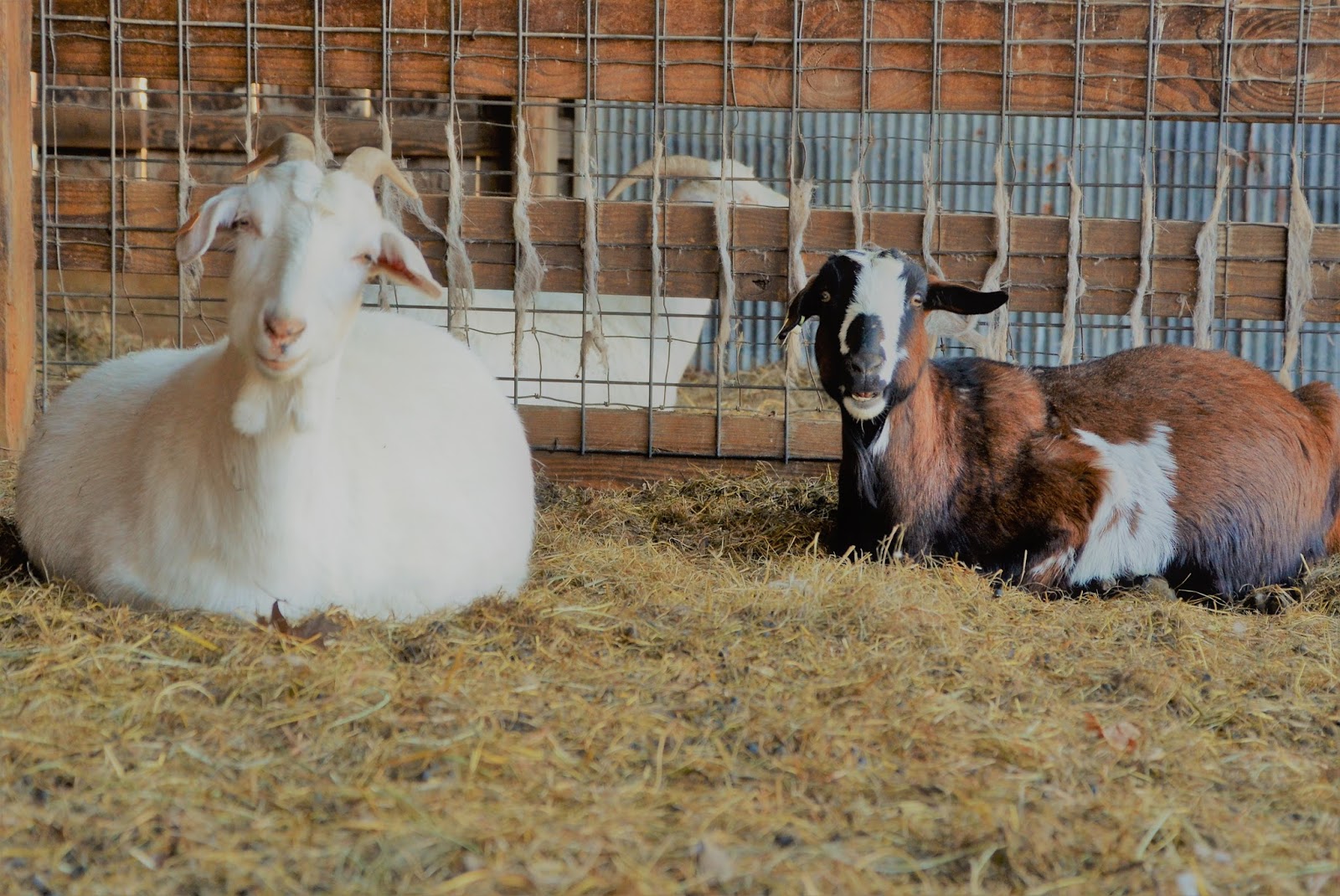 Browsing at Sunny Acres