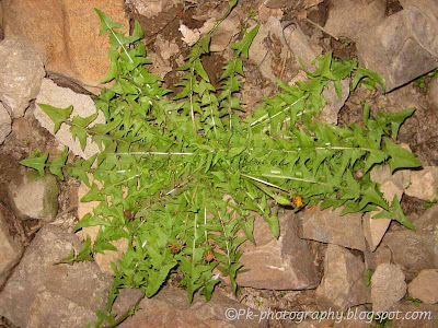Dandelion Plant Pictures
