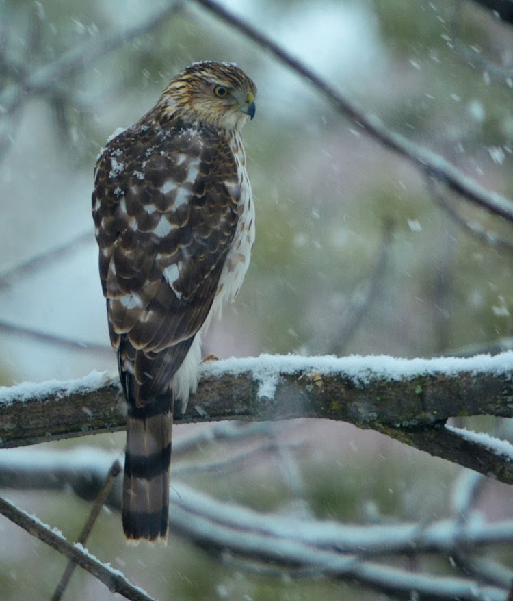 Red and the Peanut Juvenile Cooper's Hawk in the snow...