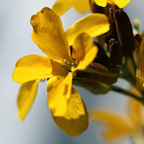 http://wild-flowers-of-europe.blogspot.nl/2015/05/erysimum-cheiri.html