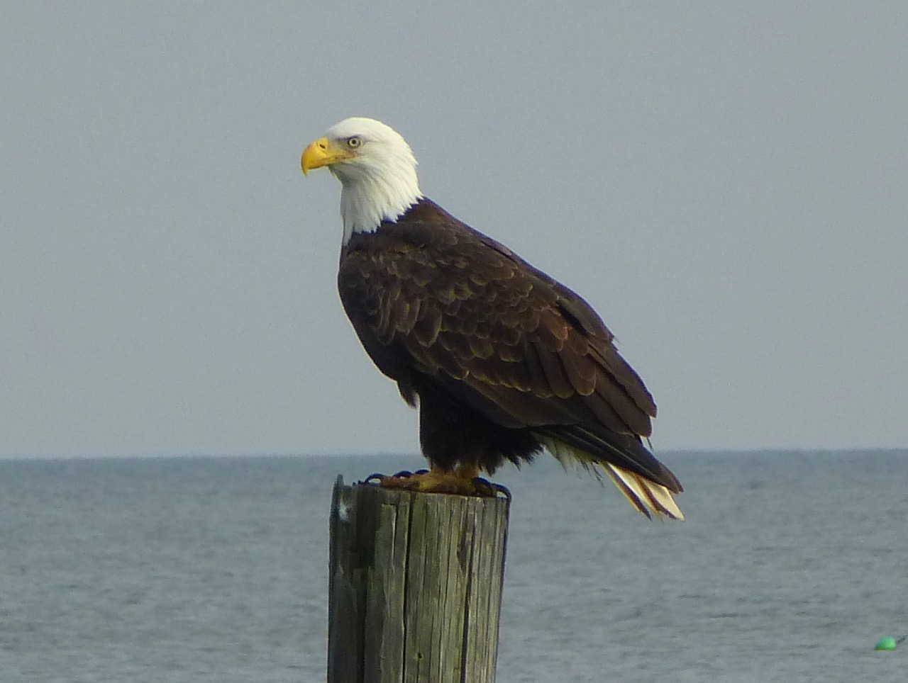 A View from the Beach: Bald Eagles:The Chesapeake Success Story
