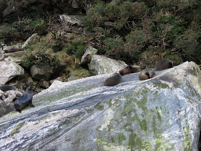 Focas en el fiordo Milford Sound. Parque Nacional Fiordland, Nueva Zelanda Focas en el fiordo Milford Sound. Parque Nacional Fiordland, Nueva Zelanda