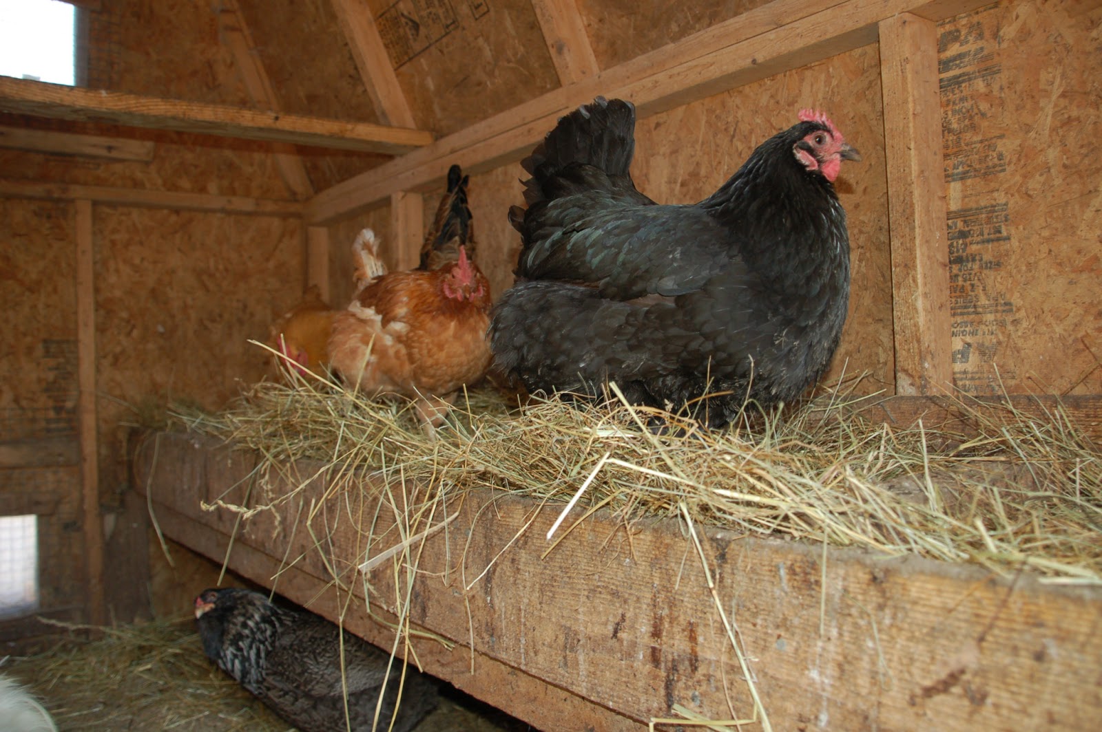 Keep Your Chicken Coop Smelling Fresh-Timber Creek Farm