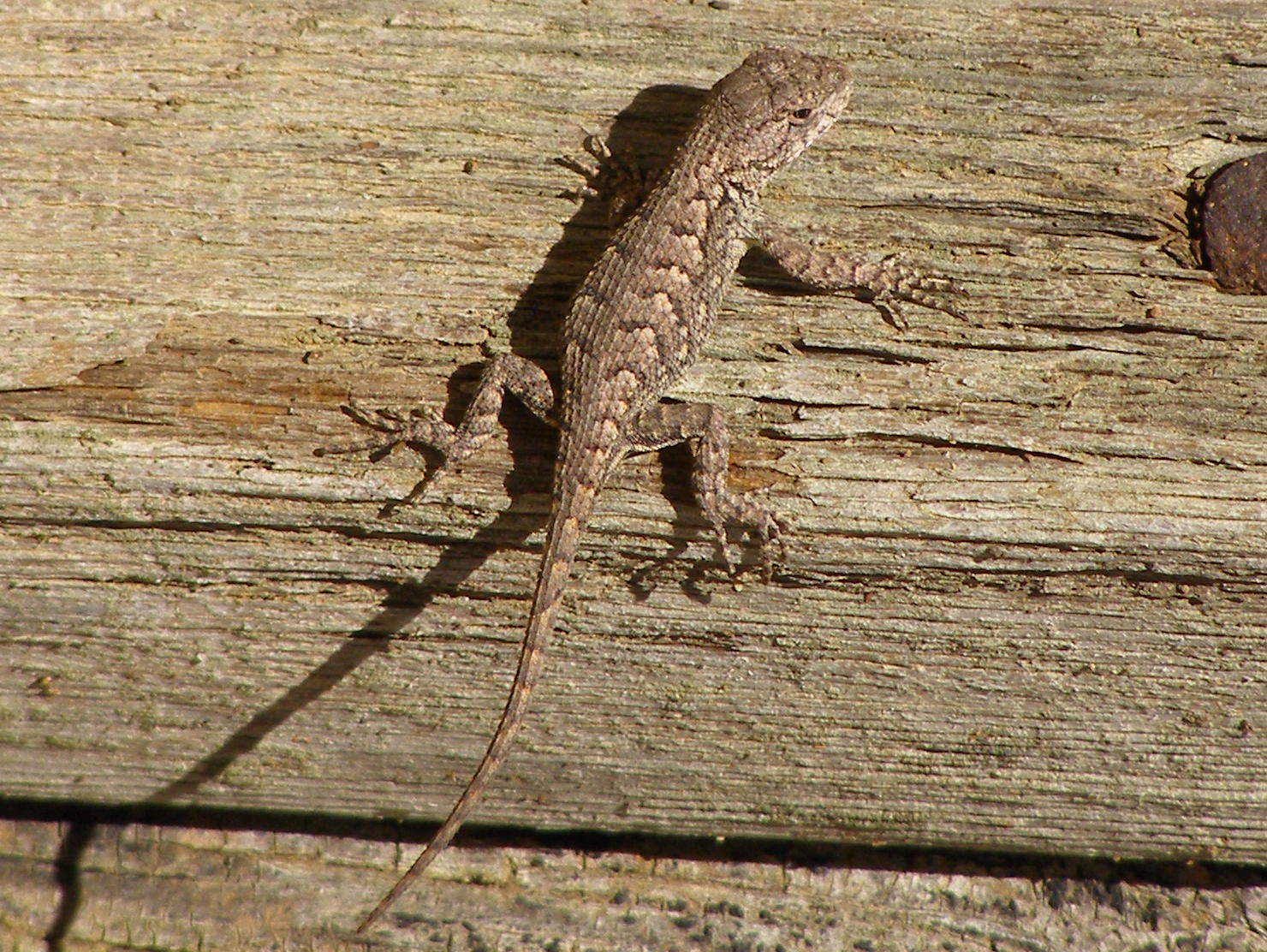 Blue Jay Barrens Young Fence Lizards