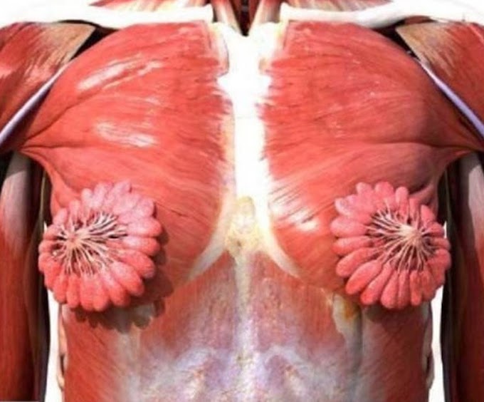 Imagem de dutos de leite materno no seio humano viraliza