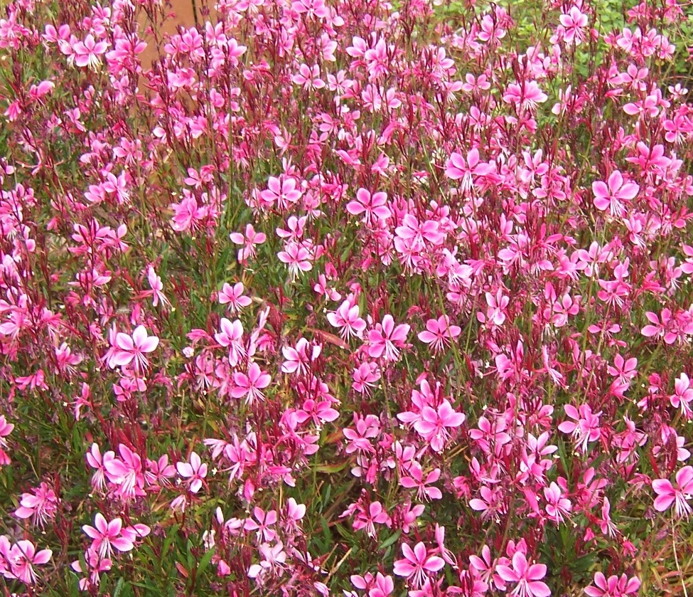 Гаура цветок посадка и уход - фото