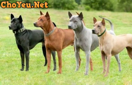 chó Phú Quốc chó Phú Quốc