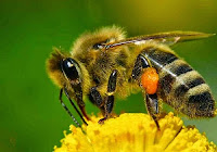 Результат пошуку зображень за запитом "бджола"