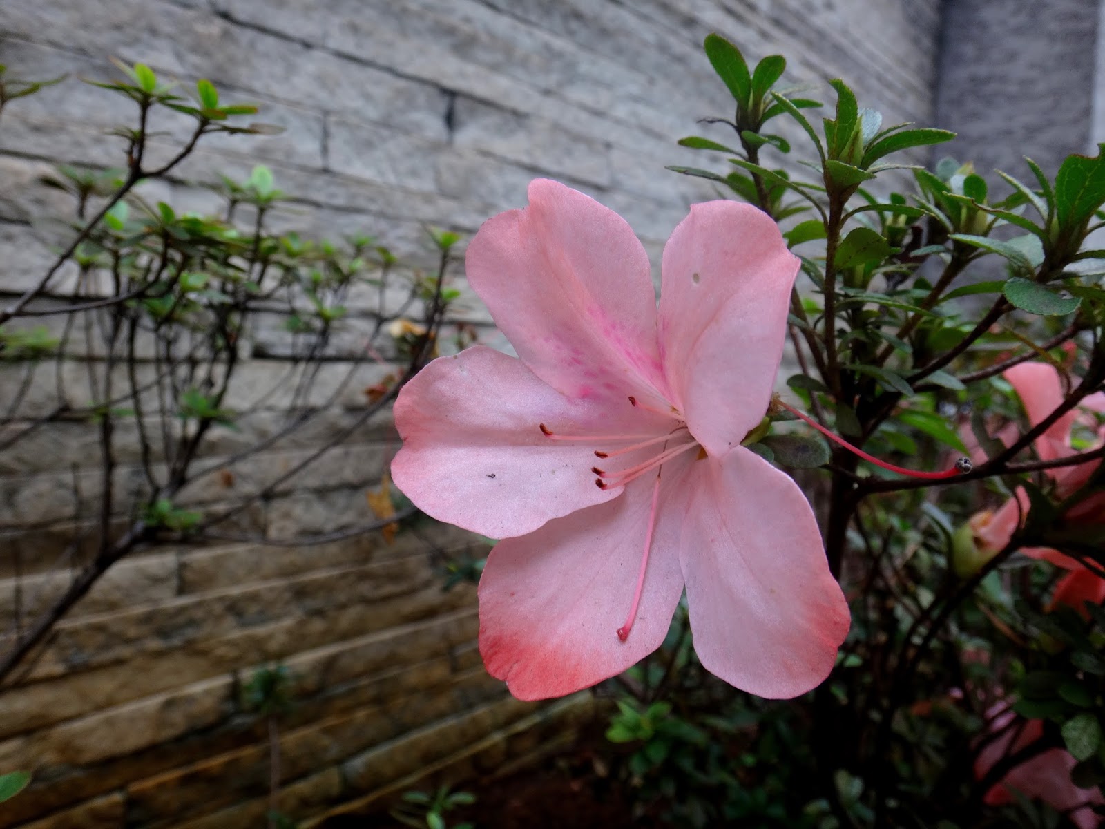 Uma flor por dia: Azaleia-anã