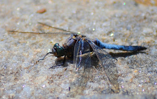 Libelle, Odonata, , Libellen, dragonfly, Libélula, libellule Insekten, insekte, insektet, intsektuak, insekti, Насекоми, insekter, insects, Putukad, Hyönteiset, insectes, έντομα, serangga, feithidí, skordýr, insetti, ensèk