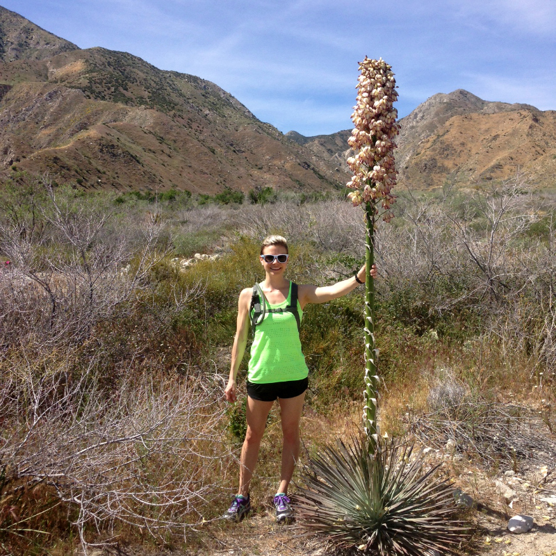 Whitewater Preserve, Blooming Yucca Plant, Palm Springs California, Palm Desert California, Palm Desert Hikes