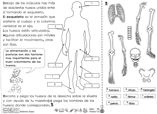 Examen Del Sistema Oseo Para Primaria fichaslomahermosa.blogspot.com