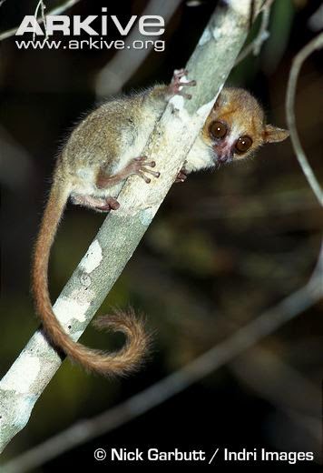 Madagascar endangered lemurs