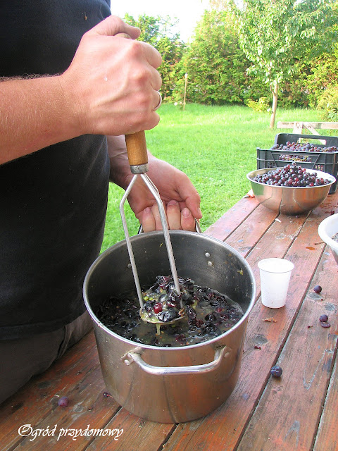 domowe wino winogronowe, zbiór winogron, ogród przydomowy