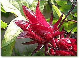 Hibiscus Sabdariffa Flor De Jamaica