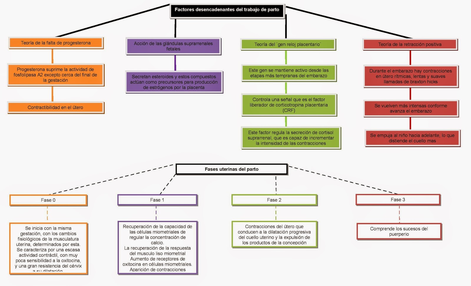 FACULTAD DE MEDICINA UAS Dr. José Francisco Márquez Medrano: Mapa  conceptual tema 10 Factores desencadenantes del trabajo de parto