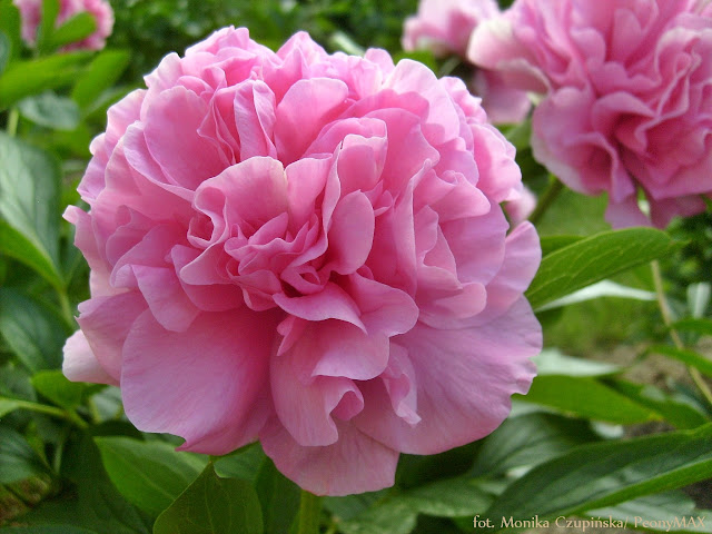 'CARNATION BOUQUET' 'CARNATION BOUQUET'