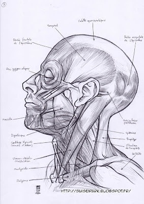 Planche anatomique du crane