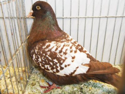 lynx yellow laced