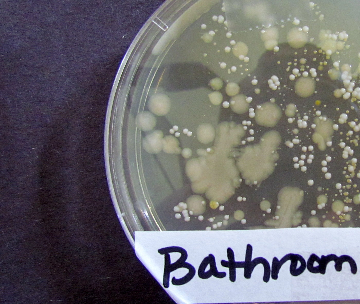 Learn To Grow: How to grow Bacteria Science Experiment