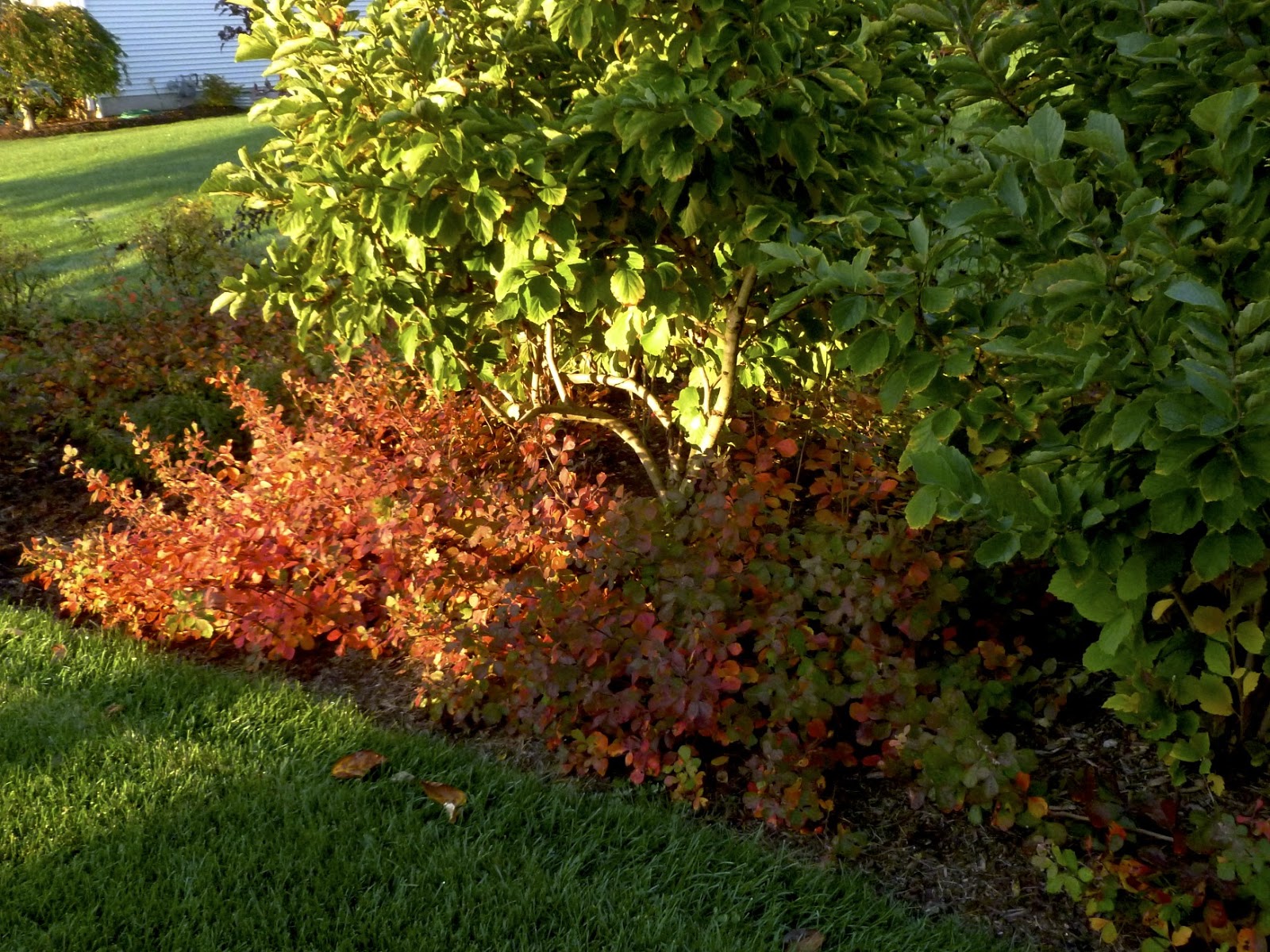 Plant Inventory at 20 Timothy Rhus aromatica / Fragrant Sumac