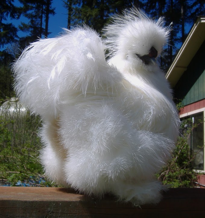 Most Beautiful White Silkie Bantam Chickens  and Baby