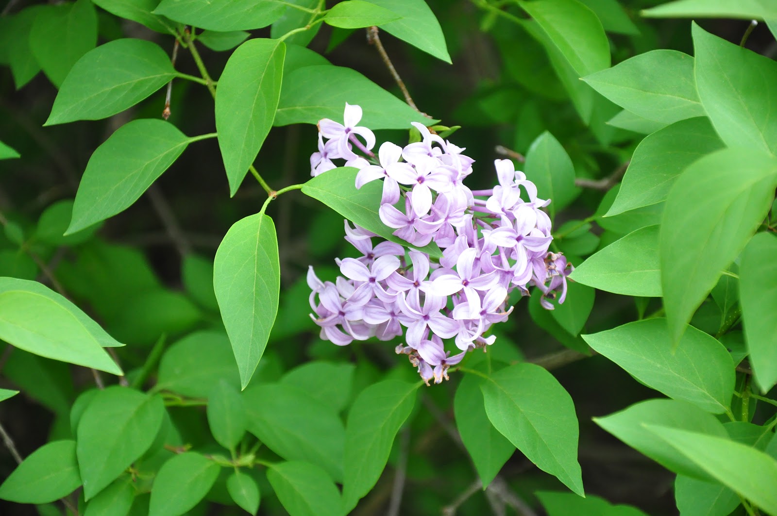 UMD Arboretum and Botanical Garden Persian Lilac, a lilac diva from the past