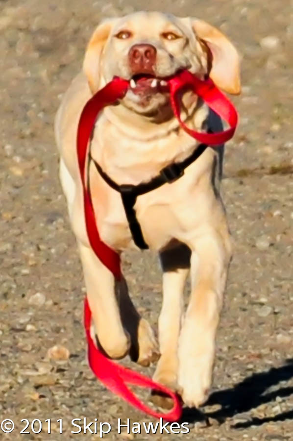 skip hawkes photography