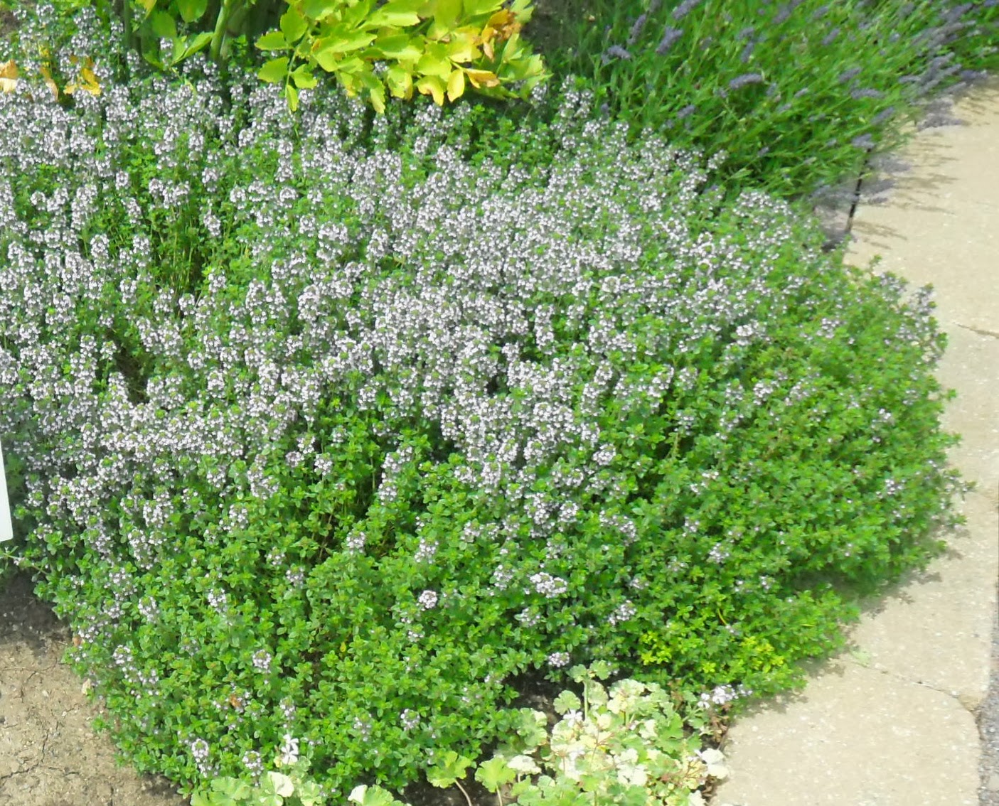 backyard patch herbal blog: herb of the week - short herbs