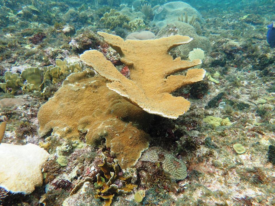 gubiler Valorización de los Arrecifes coralinos del