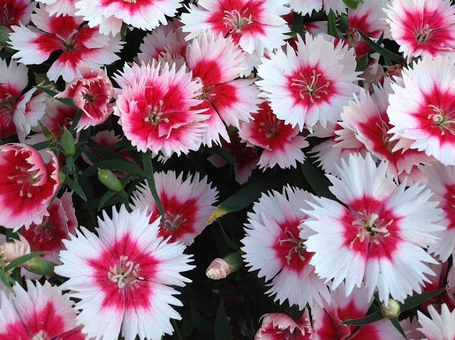 Dianthus, clavel chino o clavelina creará un gran despliegue de colores en  tu jardín | Plantas