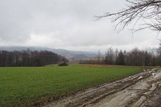 Wzdłuż pól wsi Czermna. Wzdłuż pól wsi Czermna.